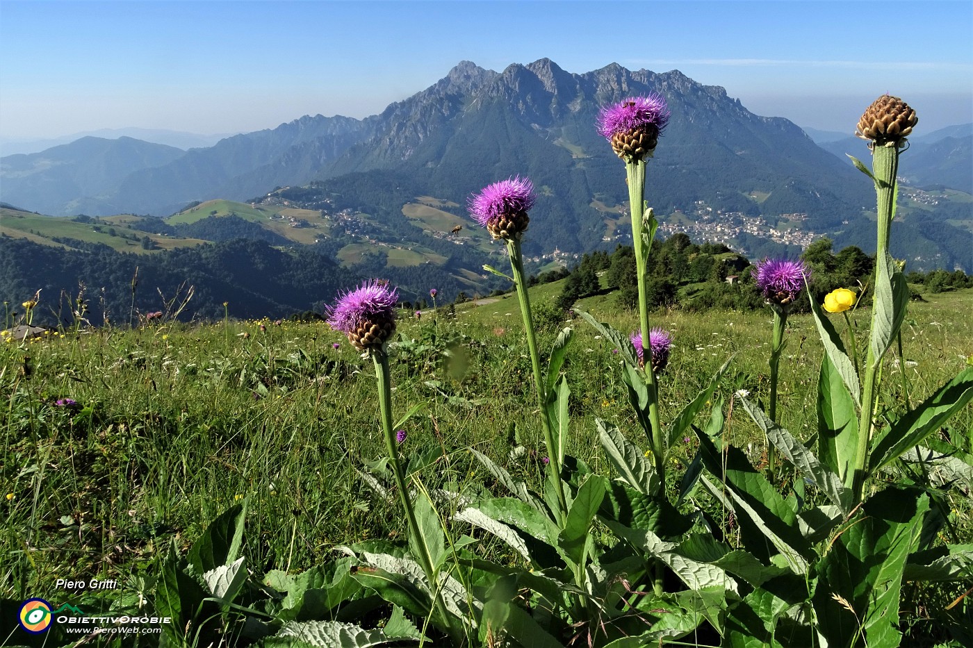 12 Fiordaliso rapontino (Rhaponticum scariosum) con vista in Alben .JPG -                                